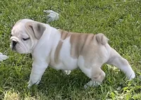 Elmer, a male English Bulldog for sale in Grovespring, MO – 6 of 7