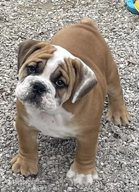 🐾ROLO🐾 – English Bulldog puppy for sale in Grovespring, MO