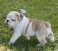 Elmer, a male English Bulldog for sale in Grovespring, MO – 4 of 7