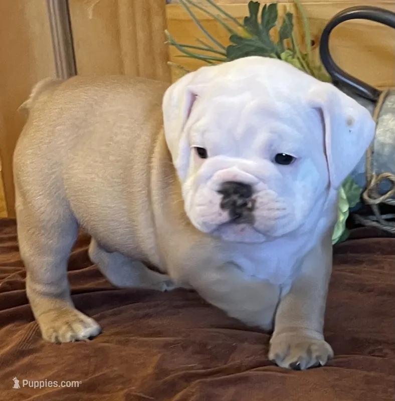 🐾 MAVERICK🐾 – English Bulldog puppy for sale in Grovespring, MO