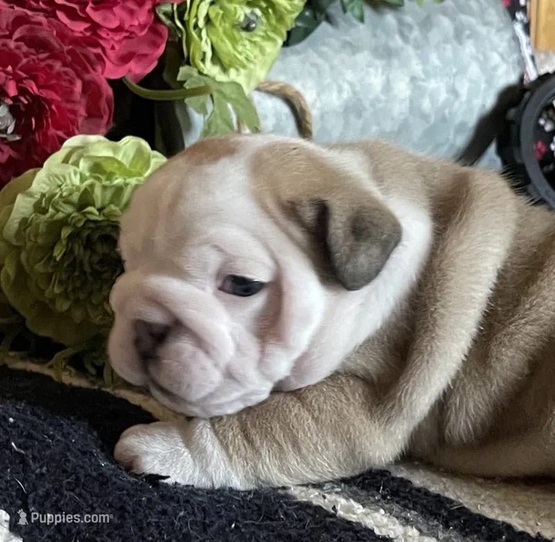 🐾WONTON🐾 – English Bulldog puppy for sale in Grovespring, MO
