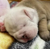 🎸ELVIS🎸, a male English Bulldog for sale in Grovespring, MO – 1 of 3