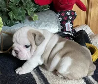 🐾ELMER🐾, a male English Bulldog for sale in Grovespring, MO – 6 of 8