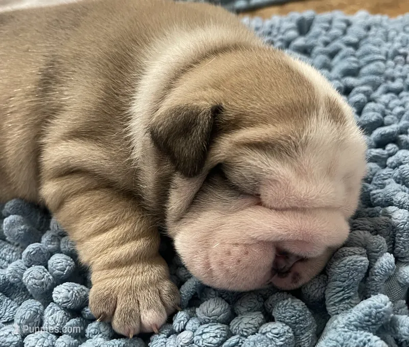 🐾WONTON🐾 – English Bulldog puppy for sale in Grovespring, MO