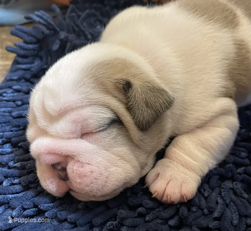 🐾DUECE🐾 – English Bulldog puppy for sale in Grovespring, MO