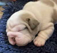 🐾ELMER🐾, a male English Bulldog for sale in Grovespring, MO – 7 of 8