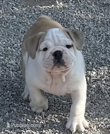 🐾Elmer🐾 – English Bulldog puppy for sale in Grovespring, MO