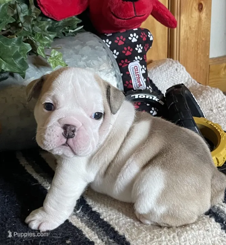 🐾ELMER🐾 – English Bulldog puppy for sale in Grovespring, MO