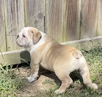 🤠COWBOY 🤠, a male English Bulldog for sale in Grovespring, MO – 6 of 10