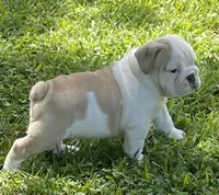 Elmer, a male English Bulldog for sale in Grovespring, MO – 5 of 7