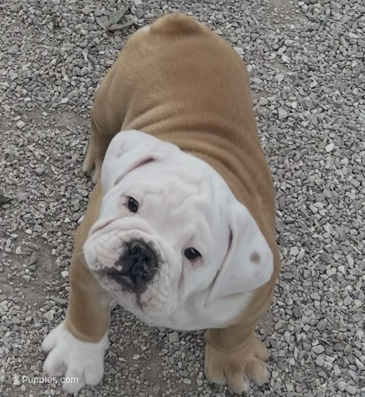 🐾Rocko🐾 – English Bulldog puppy for sale in Grovespring, MO