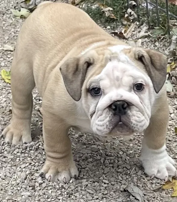 🤠 Cowboy 🤠 – English Bulldog puppy for sale in Grovespring, MO