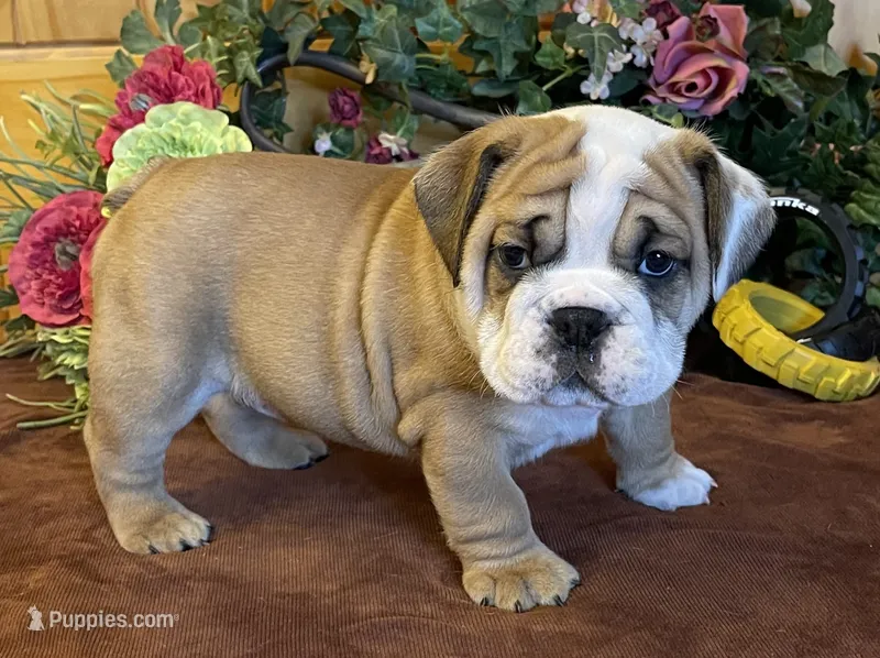 🐾ROLO🐾 – English Bulldog puppy for sale in Grovespring, MO