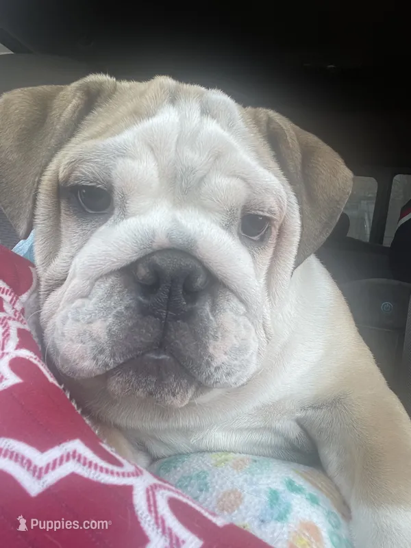 🤠COWBOY 🤠 – English Bulldog puppy for sale in Grovespring, MO