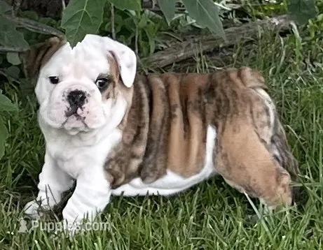 🐾CHOPZ🐾 – English Bulldog puppy for sale in Grovespring, MO