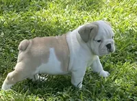 Elmer, a male English Bulldog for sale in Grovespring, MO – 1 of 7