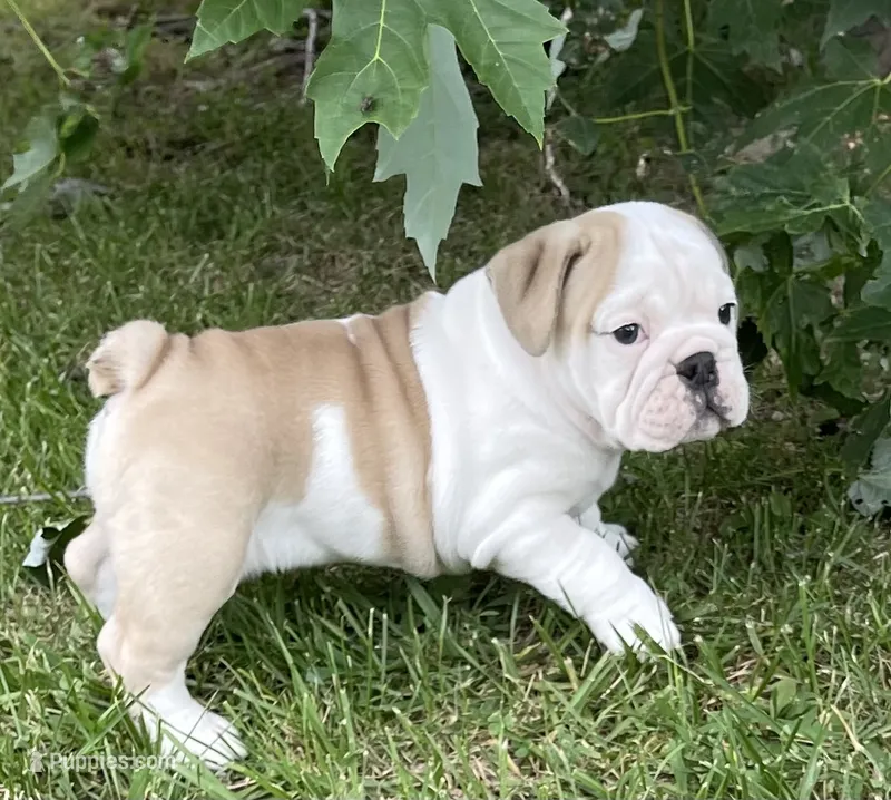 Elmer – English Bulldog puppy for sale in Grovespring, MO