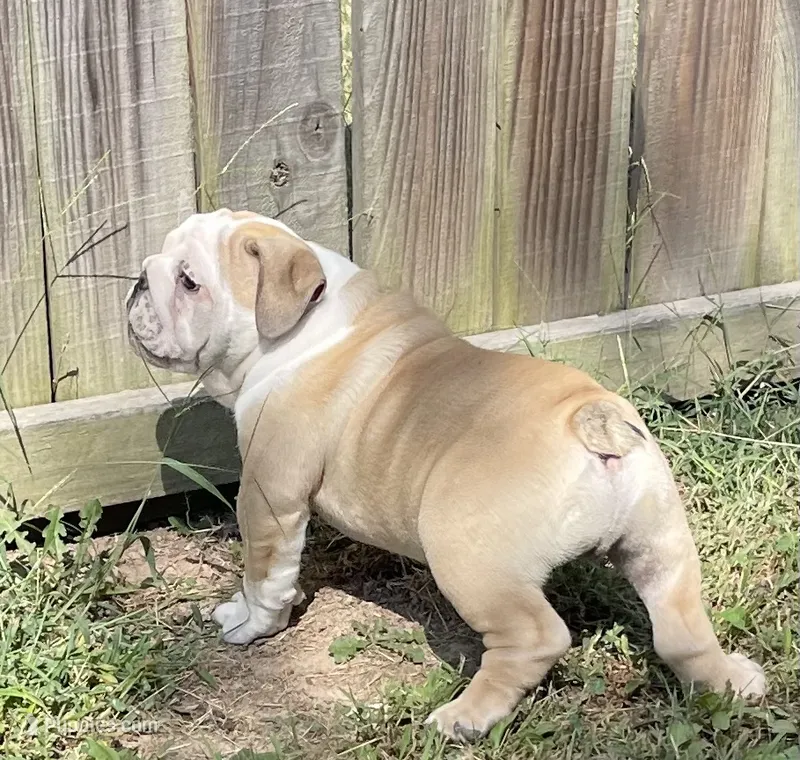 🤠 Cowboy 🤠 – English Bulldog puppy for sale in Grovespring, MO