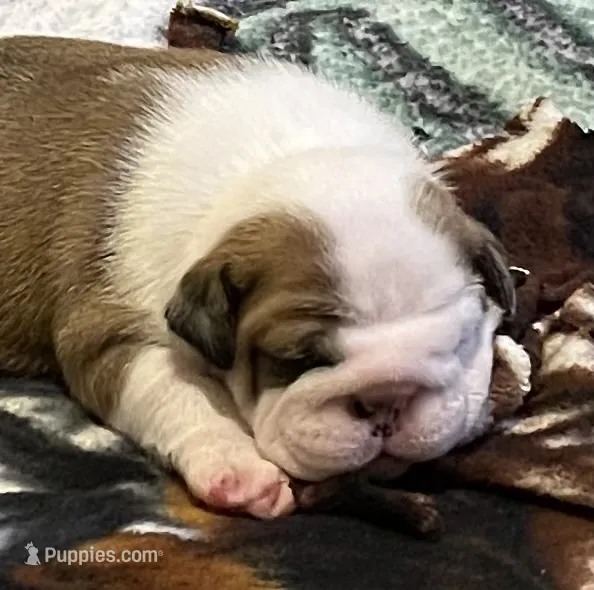 🌺Emma Grace🌺 – English Bulldog puppy for sale in Grovespring, MO