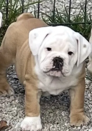 🐾Rocko🐾 – English Bulldog puppy for sale in Grovespring, MO