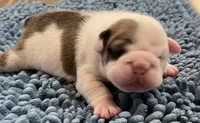 🎸OZZY🎸, a male English Bulldog for sale in Grovespring, MO – 1 of 3
