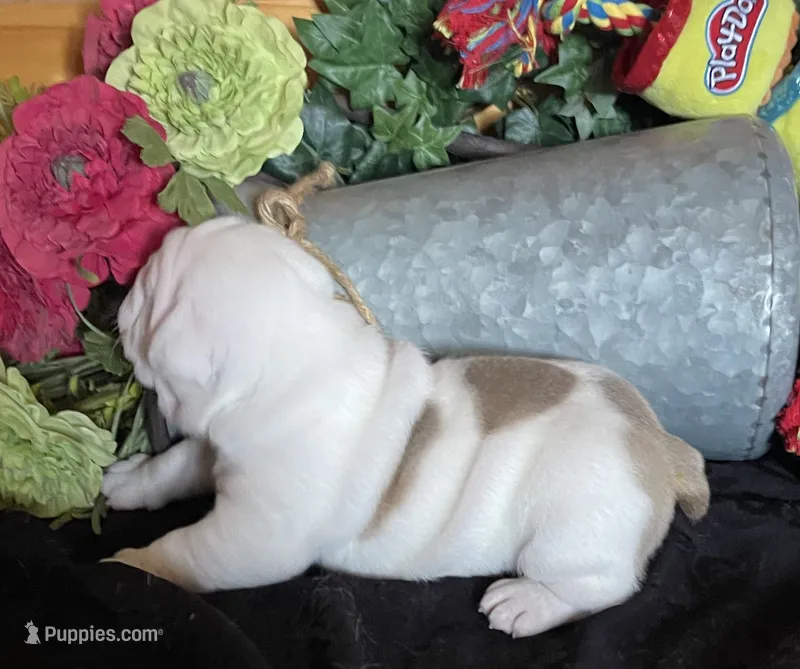 🐾MAXWELL🐾 – English Bulldog puppy for sale in Grovespring, MO