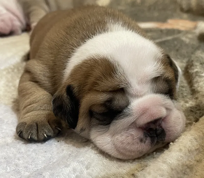 🐾ROLO🐾 – English Bulldog puppy for sale in Grovespring, MO