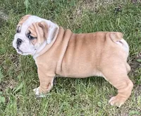 🐾ROLO🐾, a male English Bulldog for sale in Grovespring, MO – 4 of 9