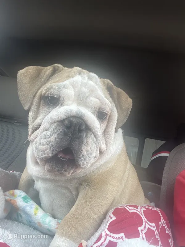 🤠COWBOY 🤠 – English Bulldog puppy for sale in Grovespring, MO