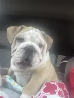 🤠COWBOY 🤠, a male English Bulldog for sale in Grovespring, MO – 5 of 10