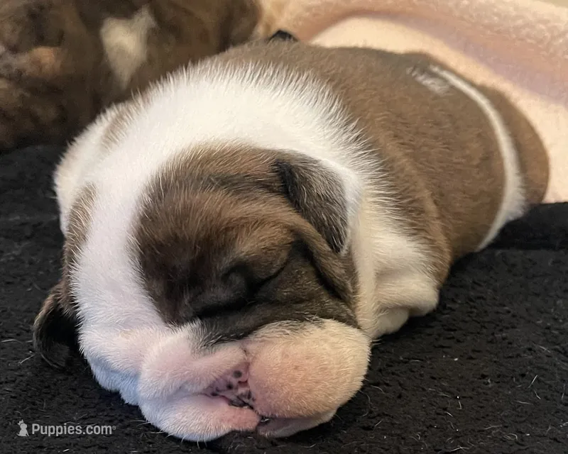 🌹Amelia Rose 🌹 – English Bulldog puppy for sale in Grovespring, MO