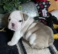 🐾ELMER🐾, a male English Bulldog for sale in Grovespring, MO – 2 of 8