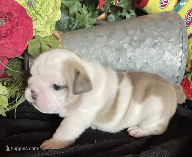 🐾DUECE🐾 – English Bulldog puppy for sale in Grovespring, MO