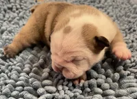 🐾WONTON🐾, a male English Bulldog for sale in Grovespring, MO – 3 of 3