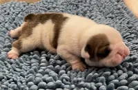🎸OZZY🎸, a male English Bulldog for sale in Grovespring, MO – 2 of 3
