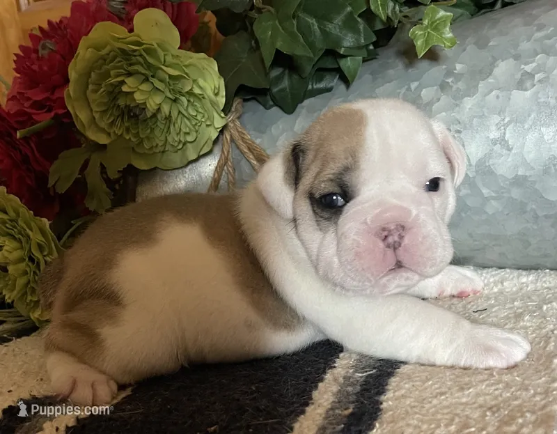 🎸OZZY🎸 – English Bulldog puppy for sale in Grovespring, MO