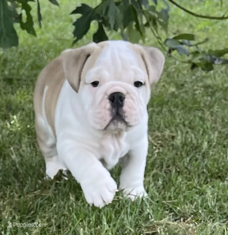🐾Elmer🐾 – English Bulldog puppy for sale in Grovespring, MO