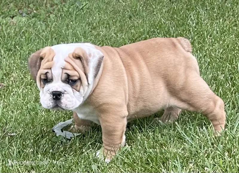🐾ROLO🐾 – English Bulldog puppy for sale in Grovespring, MO