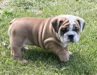 🐾ROLO🐾, a male English Bulldog for sale in Grovespring, MO – 9 of 9