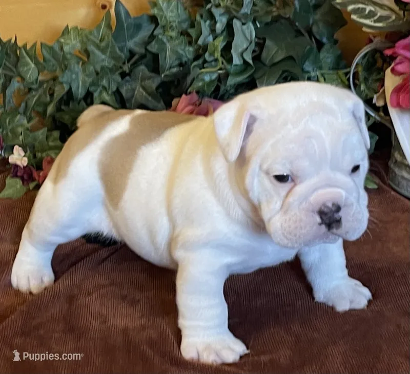 🐾MAXWELL🐾 – English Bulldog puppy for sale in Grovespring, MO