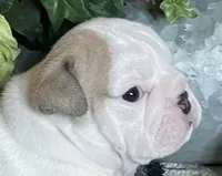 🐾ELMER🐾, a male English Bulldog for sale in Grovespring, MO – 3 of 8