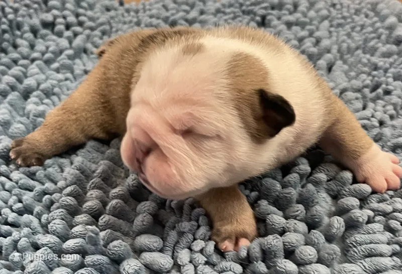 🐾WONTON🐾 – English Bulldog puppy for sale in Grovespring, MO