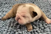 🐾WONTON🐾, a male English Bulldog for sale in Grovespring, MO – 1 of 3