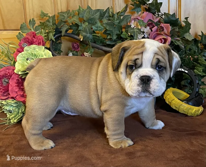 🐾ROLO🐾 – English Bulldog puppy for sale in Grovespring, MO