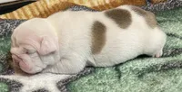 🐾MAXWELL🐾, a male English Bulldog for sale in Grovespring, MO – 4 of 4