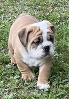 🐾ROLO🐾, a male English Bulldog for sale in Grovespring, MO – 2 of 9