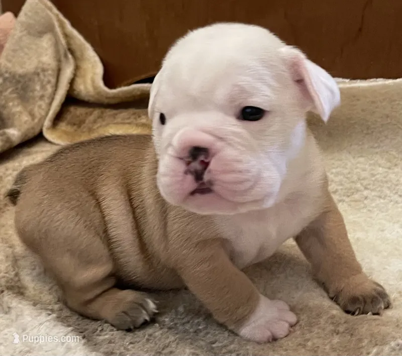🐾 MAVERICK🐾 – English Bulldog puppy for sale in Grovespring, MO