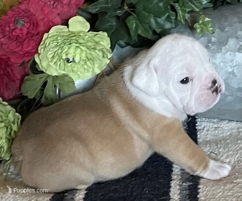 🐾 MAVERICK🐾 – English Bulldog puppy for sale in Grovespring, MO