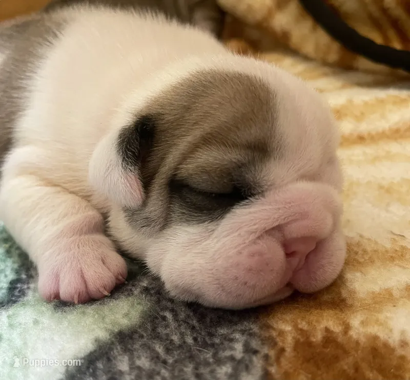 🎸OZZY🎸 – English Bulldog puppy for sale in Grovespring, MO