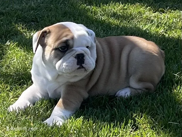 🐾Sterling🐾 – English Bulldog puppy for sale in Grovespring, MO